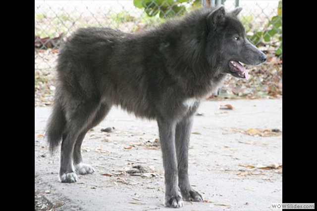 les fondateurs de la 1ere génération aux USA