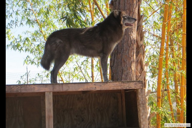 les fondateurs de la 1ere génération aux USA