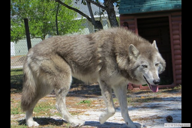les fondateurs de la 1ere génération aux USA