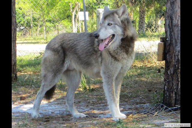 les fondateurs de la 1ere génération aux USA