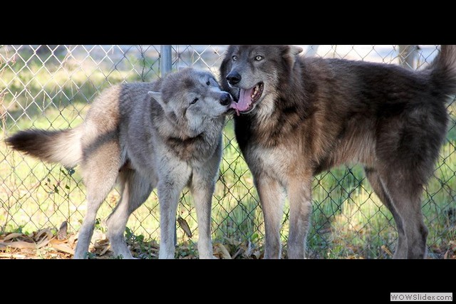 les fondateurs de la 1ere génération aux USA