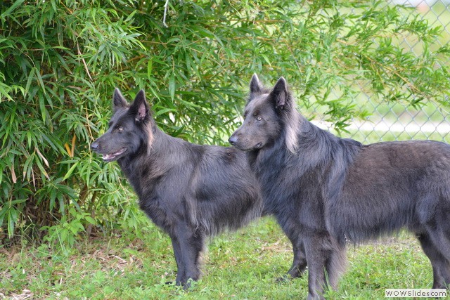 les fondateurs de la 1ere génération aux USA