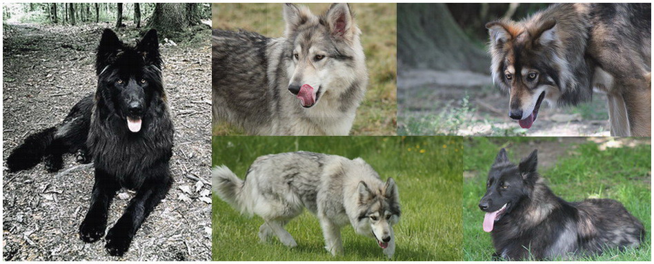 Le loup : caractéristiques et différences avec le chien